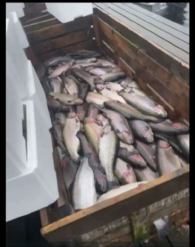 Продам форель шоковой заморозки