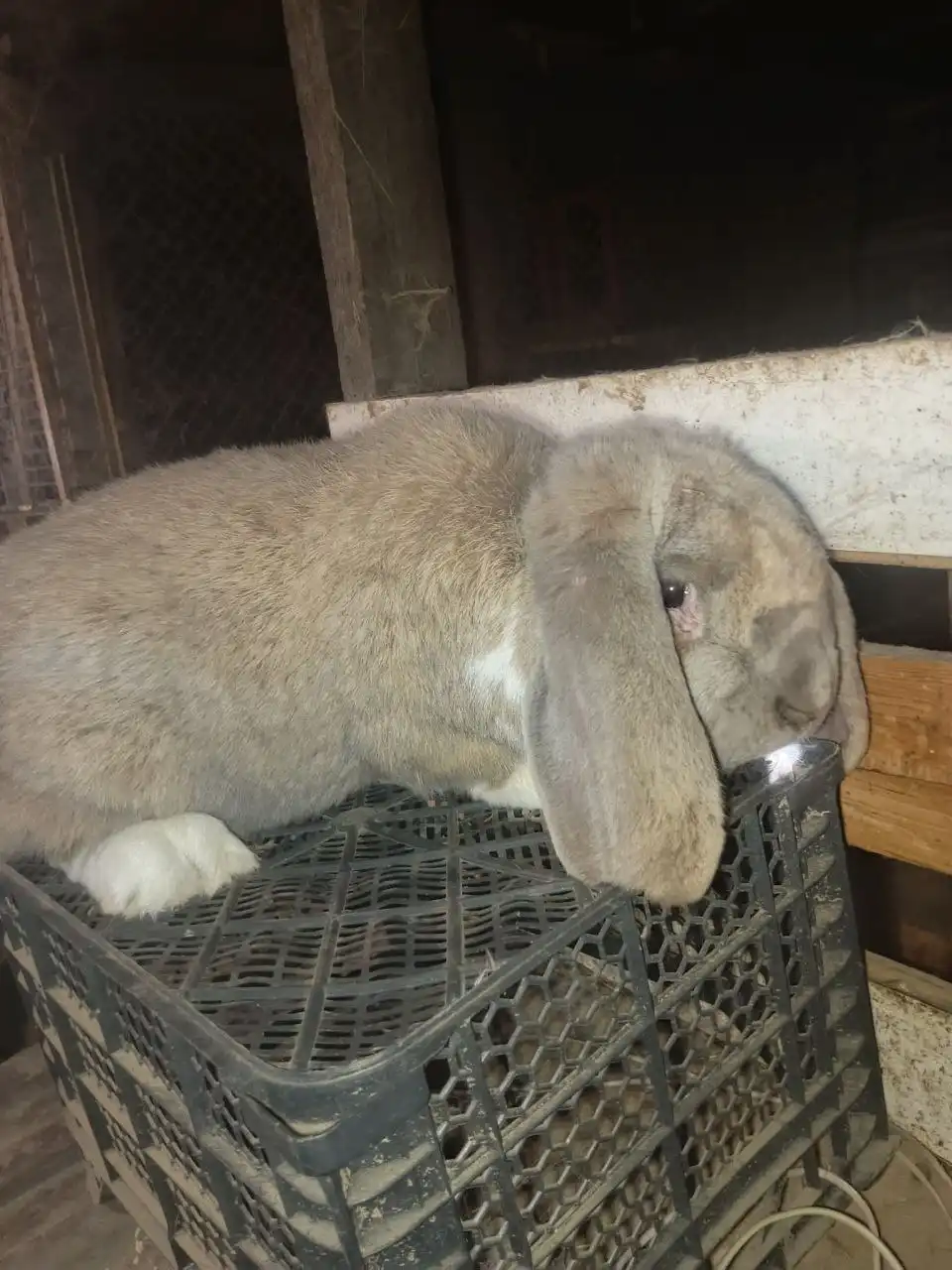 Продажа кроликов