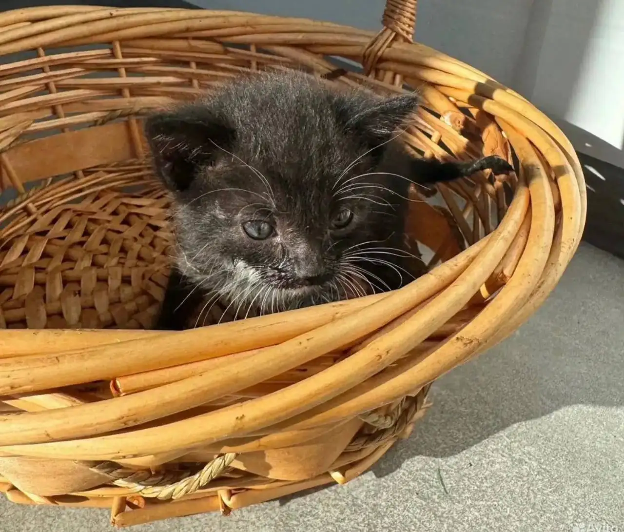 Отдам котят в добрые руки - Кошки (Животные) в Москва