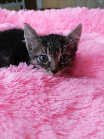 Котик ищет дом - Кошки в Химки