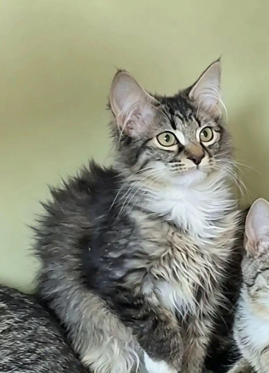 Ищет дом котенок Лаванда - Кошки (Животные) в Москва