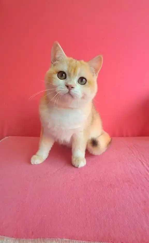 Золотая шиншилла мальчики британской породы