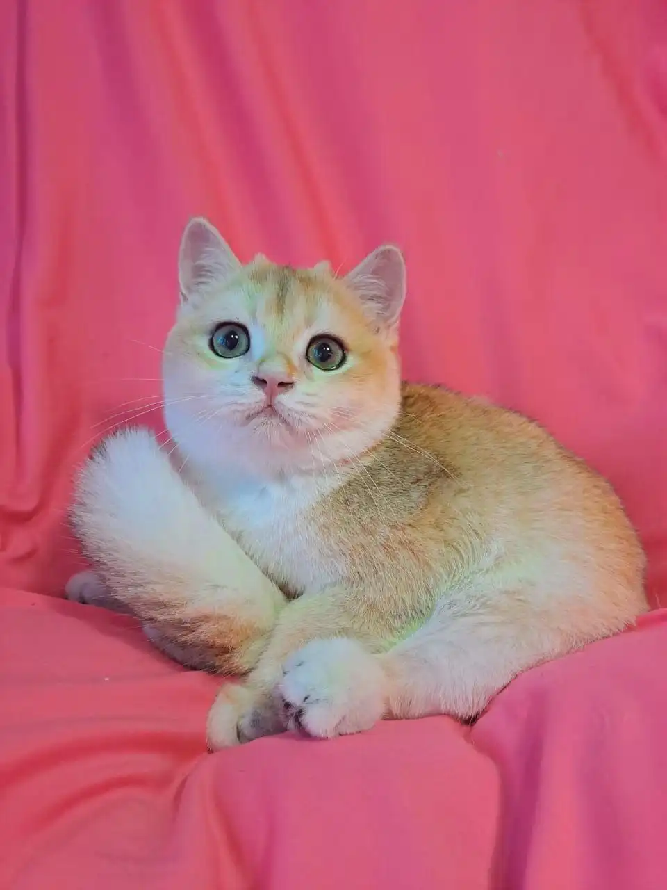 Золотая шиншилла мальчики британской породы