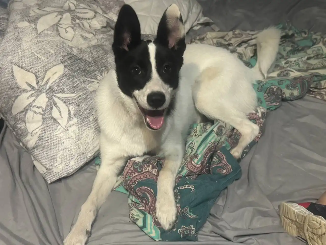 Ищет дом или передержку для щенка 4-5 месяцев