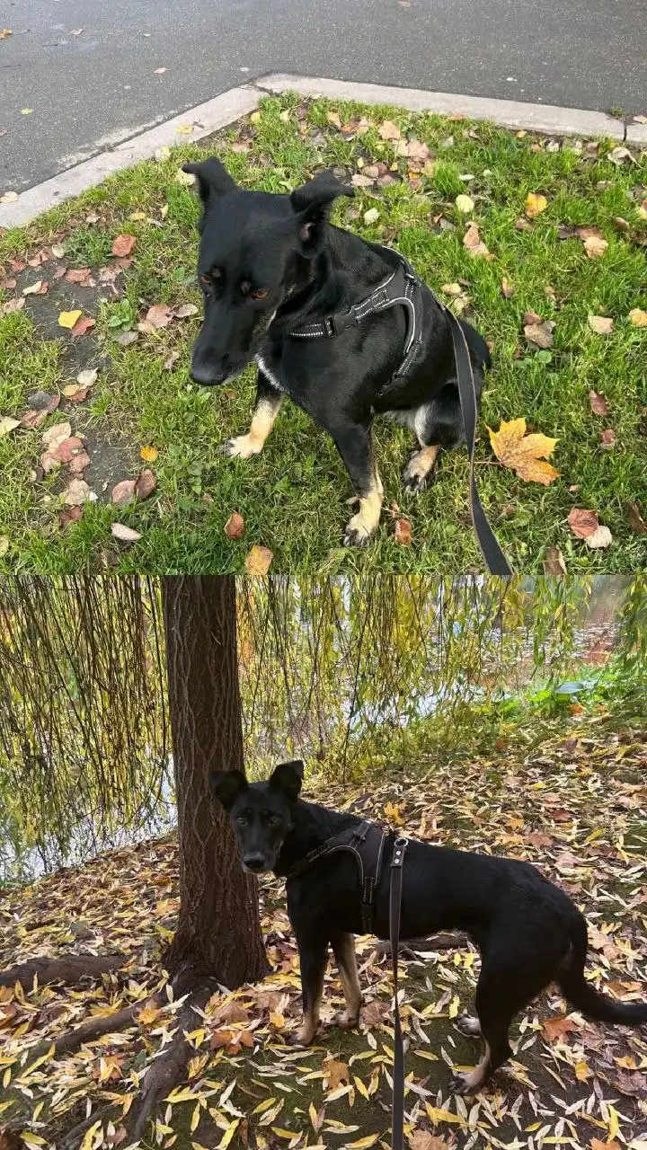 Пропала собака Тучка в Бирюлёво Восточном