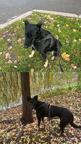 Пропала собака Тучка в Бирюлёво Восточном - Животные в Москва