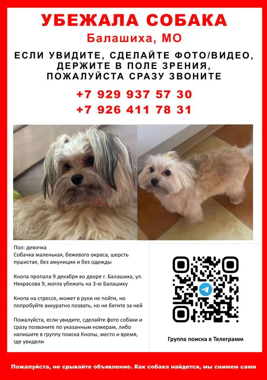 Поиск собаки Кнопочки в Балашихе