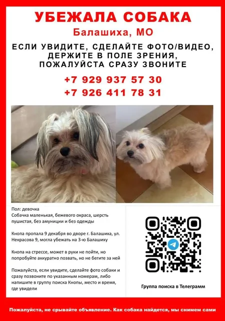 Поиск собаки Кнопочки в Балашихе - Животные в Балашиха