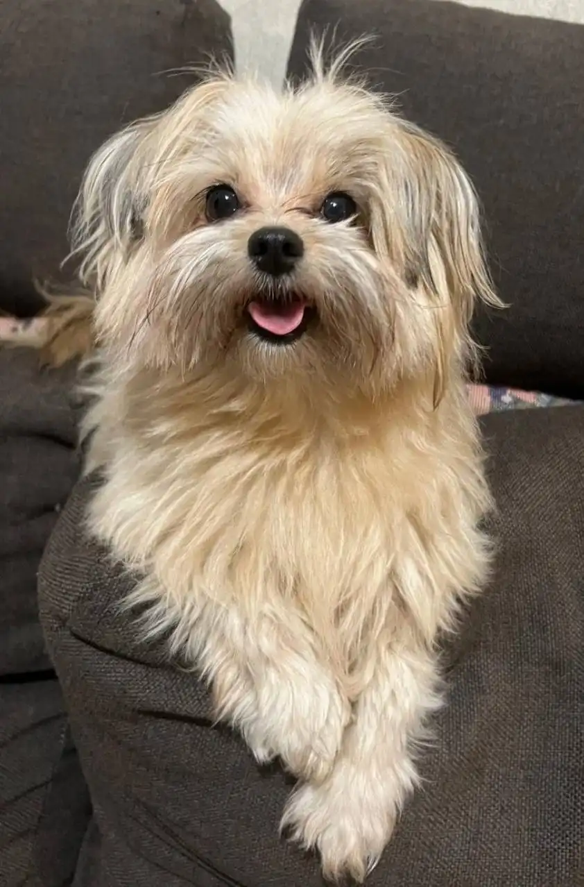 Поиск собаки Кнопочки в Балашихе