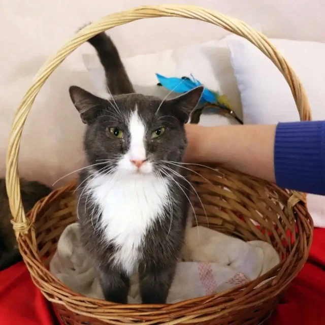 Котики-близнецы Дымок и Анечка ищут дом в Москве - Животные в Москва