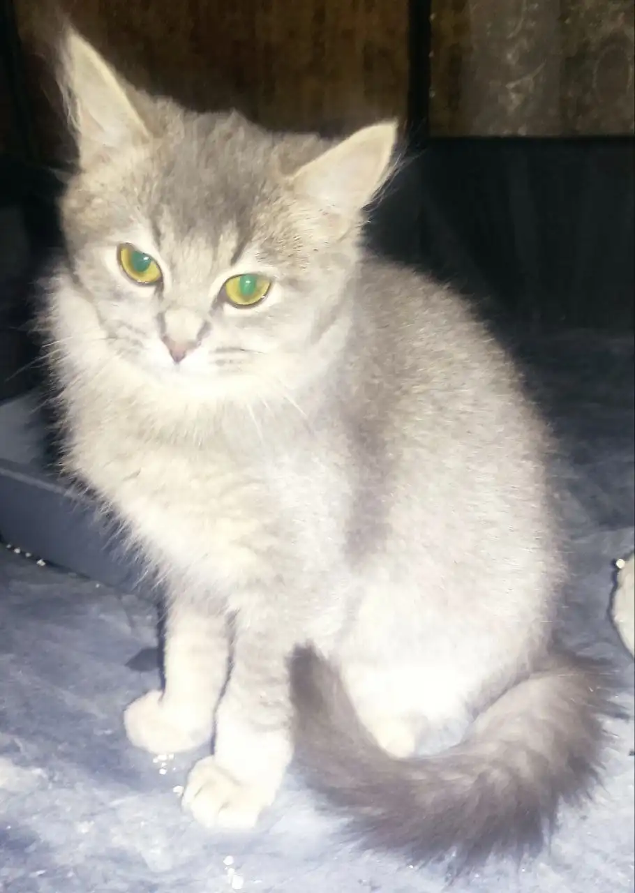 Котенок 4 месяца ищет дом в Химках