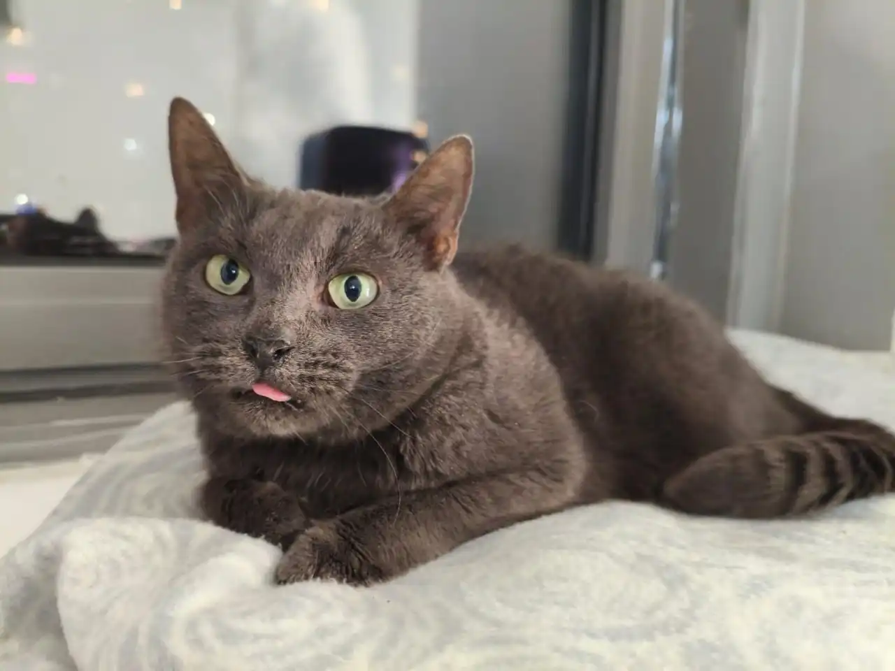 Срочная помощь кошке Шебе с лейкозом и гнилыми зубами