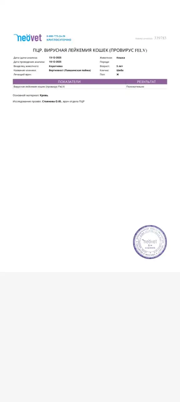 Срочная помощь кошке Шебе с лейкозом и гнилыми зубами