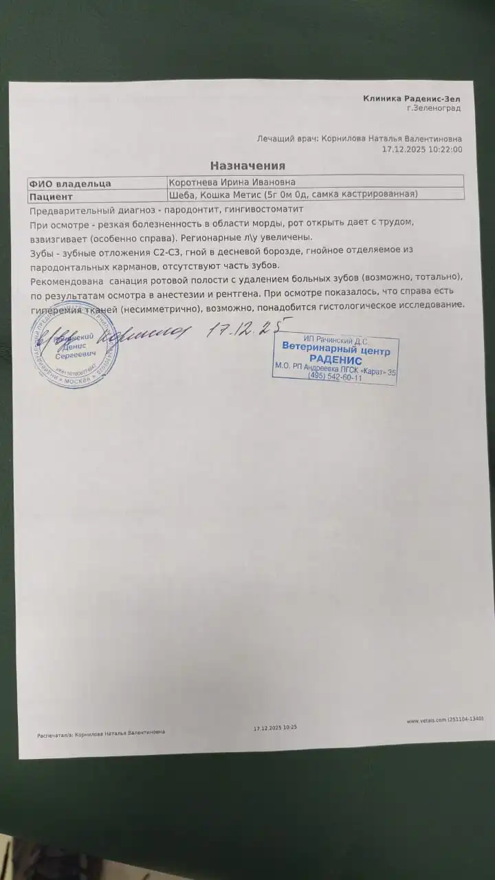 Срочная помощь кошке Шебе с лейкозом и гнилыми зубами