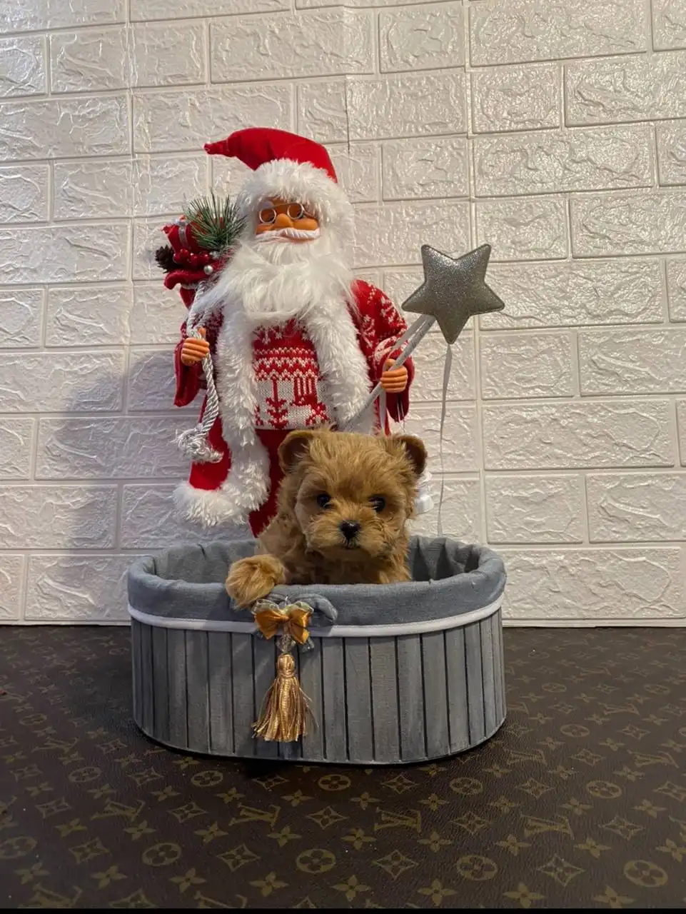 Мальтипу F2 мальчик 2 месяца