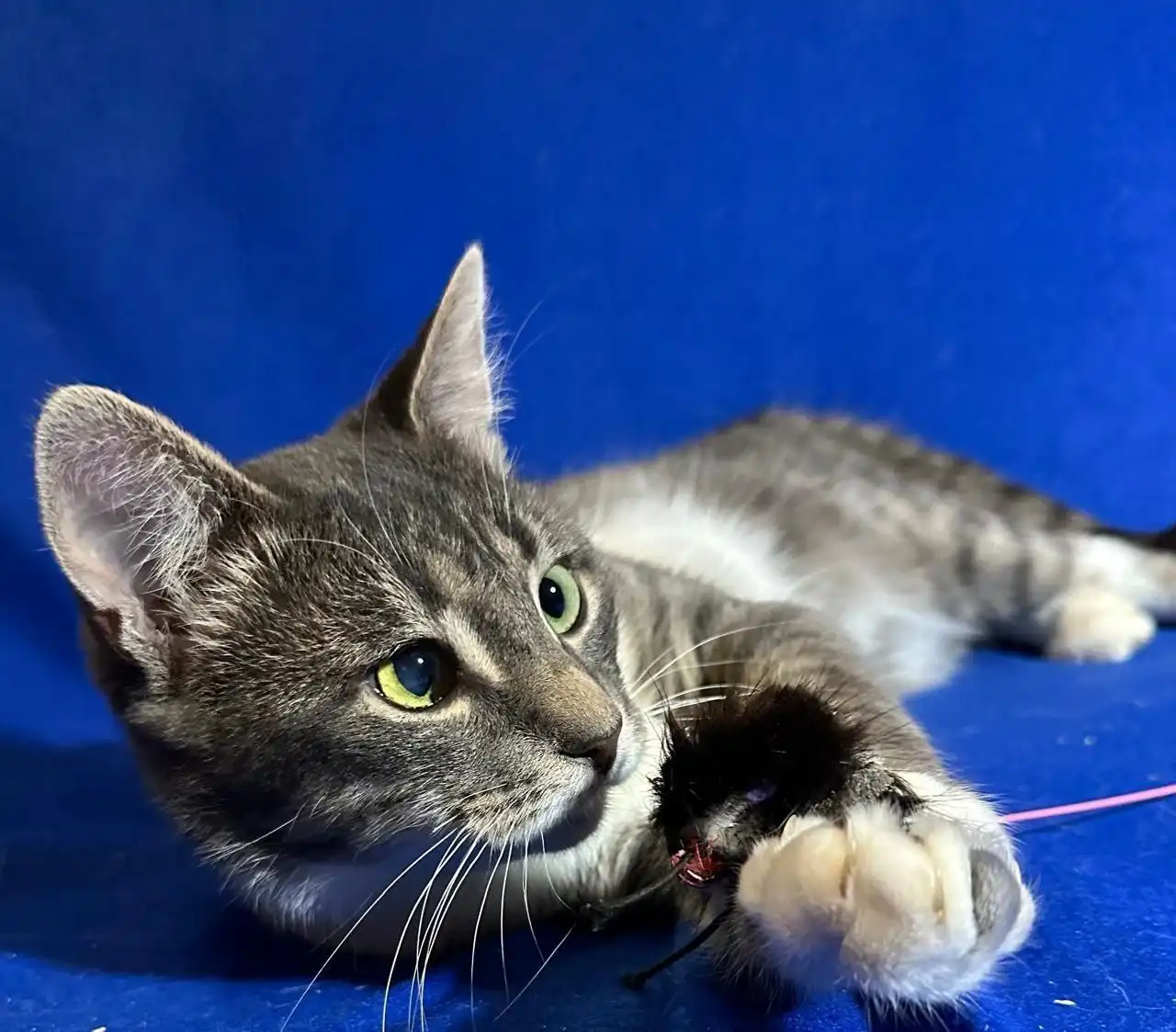 Кот Коська ищет семью