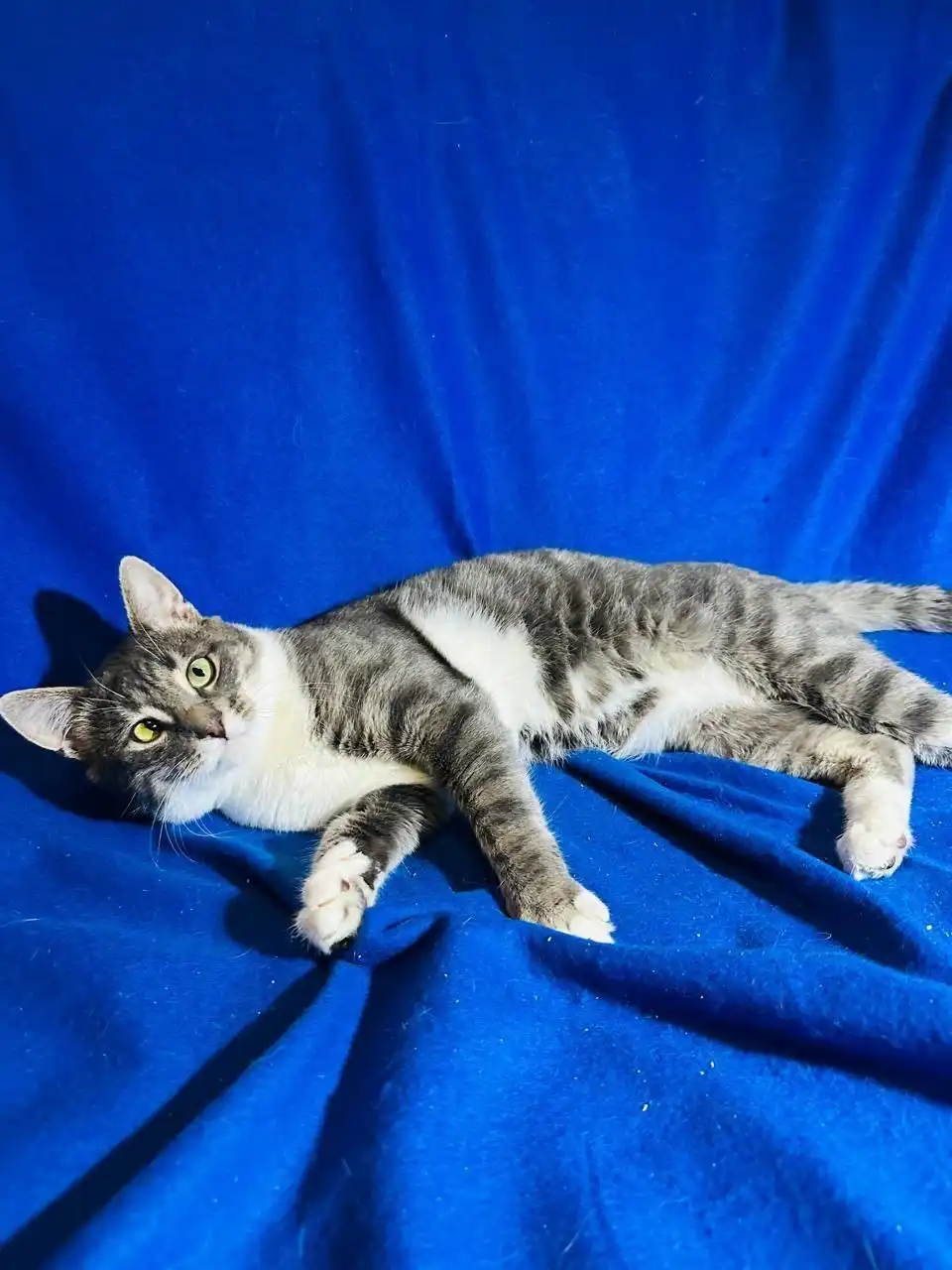 Кот Коська ищет семью