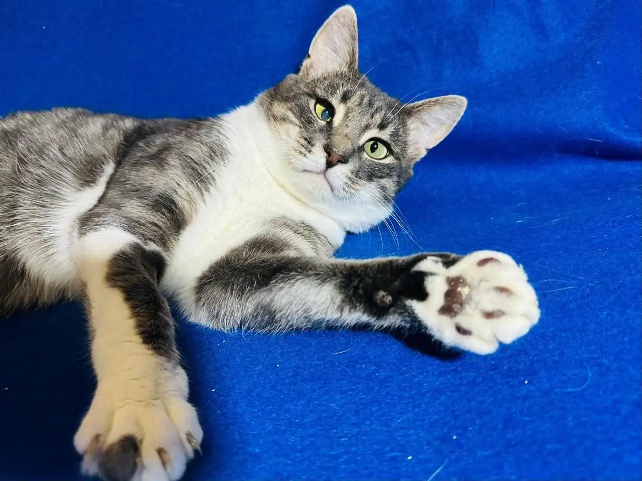 Кот Коська ищет семью