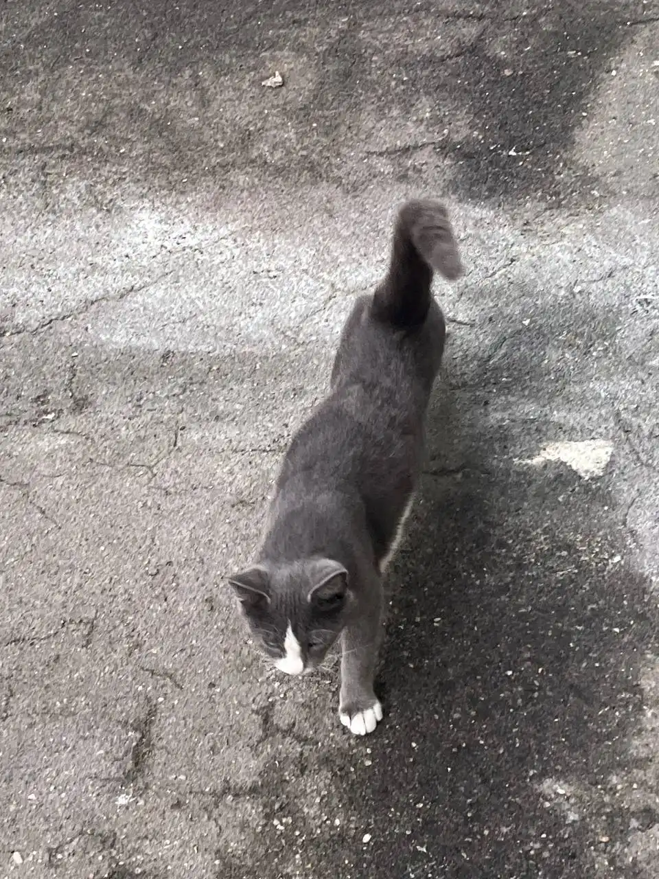 Пристройство котиков-близнецов Дымка и Анечки в Москве