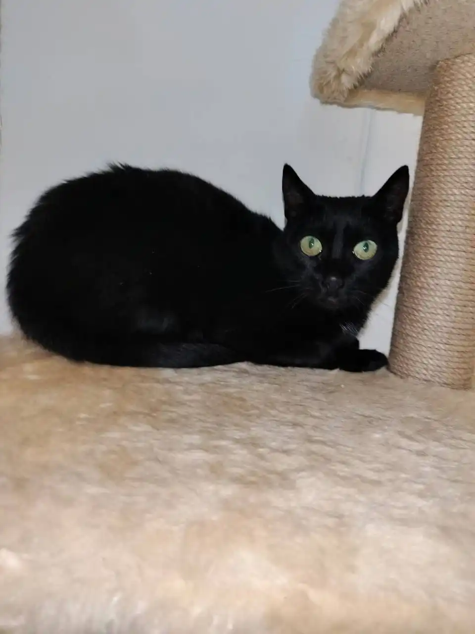 Ищет дом добрая и ласковая кошка Черничка в Москве