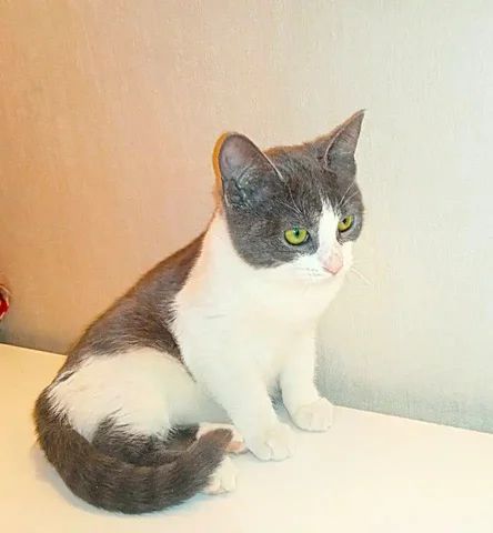 Кошечка Молли 4 месяца в дар в Москве - Животные в Москва