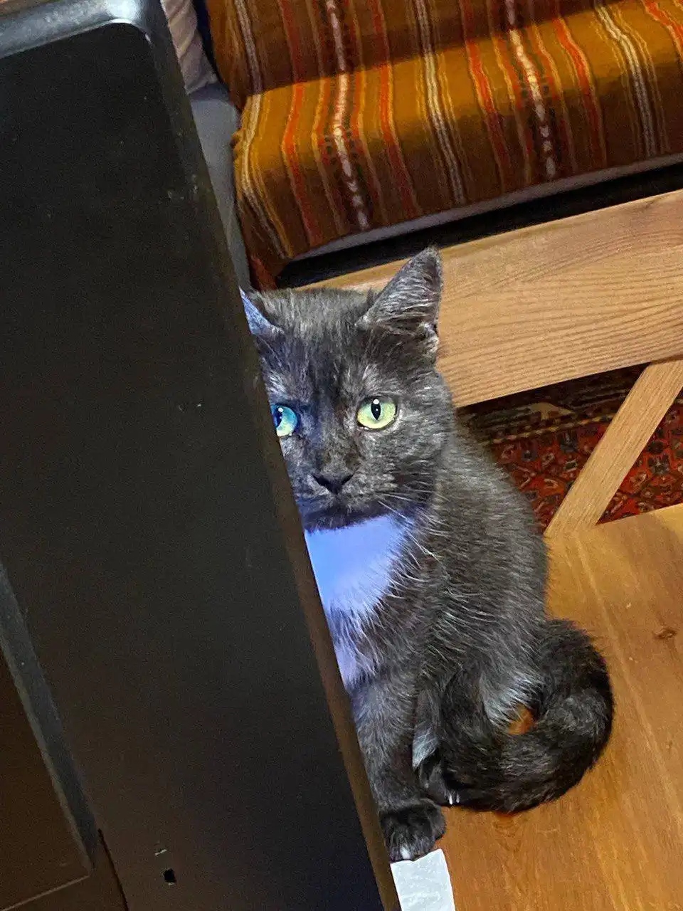 Кошка Глаша ищет дом