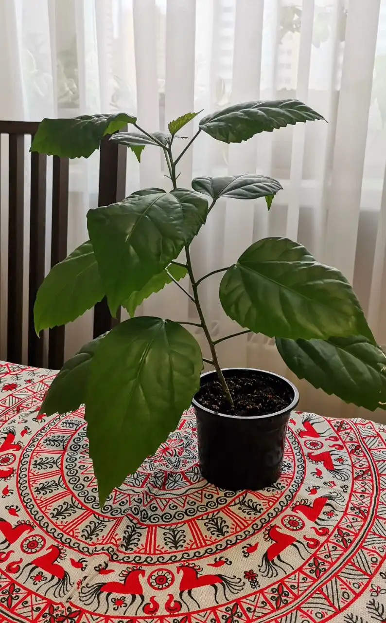 Китайский гибискус с красными цветами