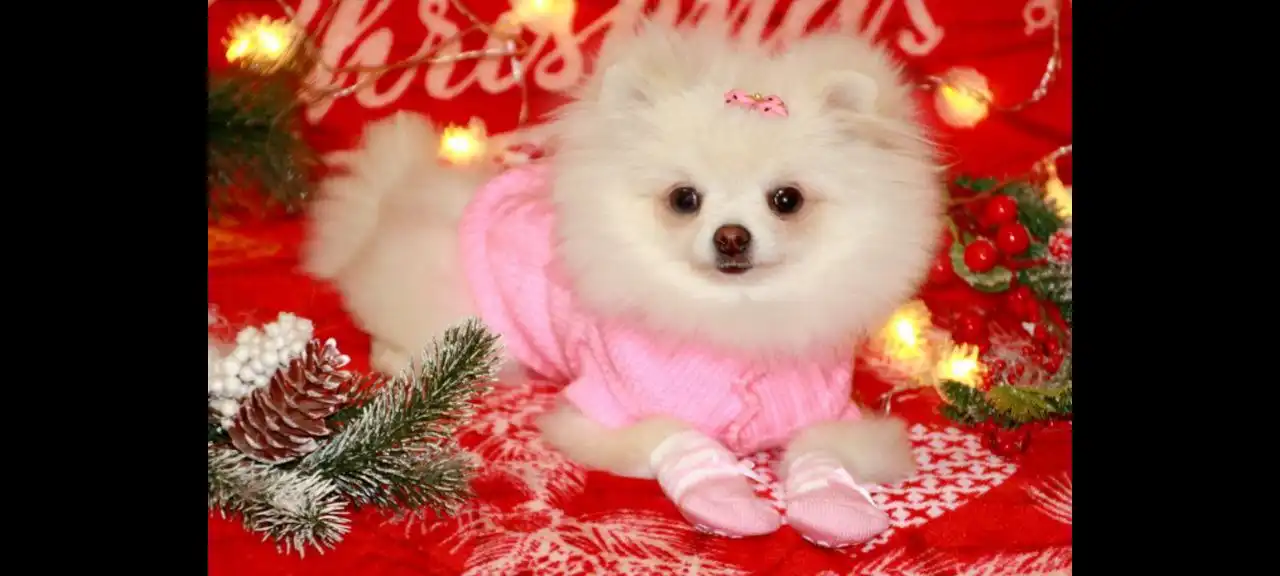 Продажа миниатюрной собаки с документами РКФ