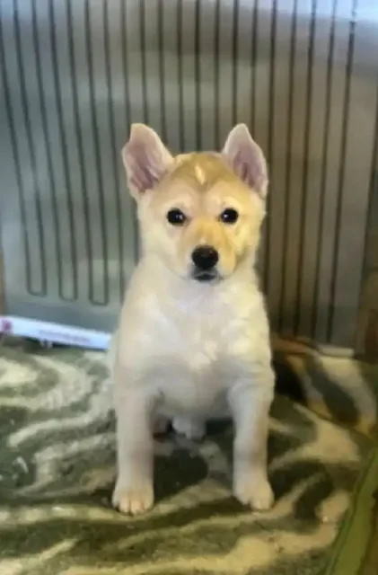 Ищем хозяев для котят - частное объявление в Москва