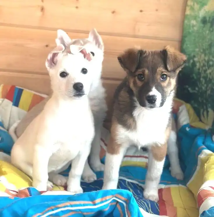 Ищем хозяев для котят