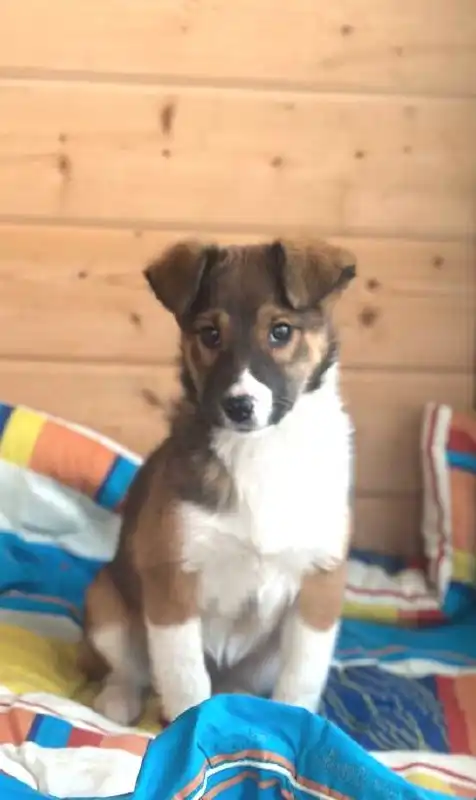 Ищем хозяев для котят