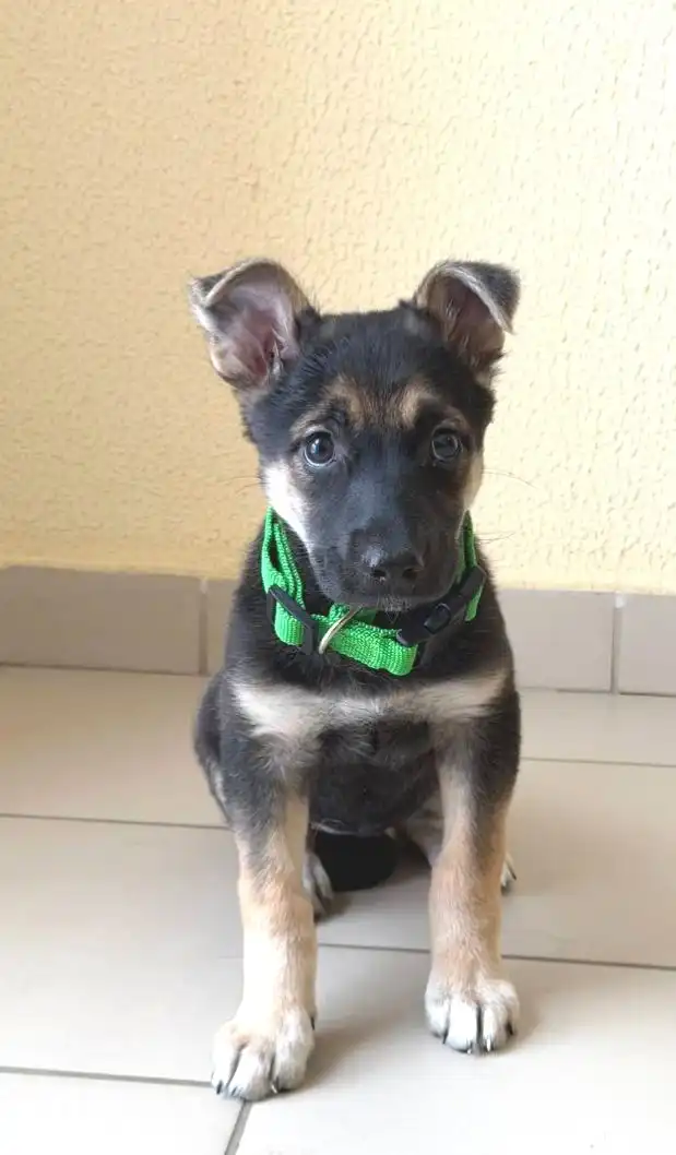 Ищем хозяев для котят