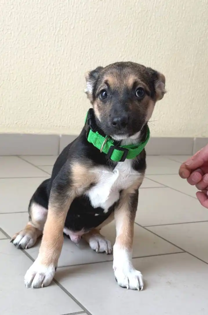 Ищем хозяев для котят