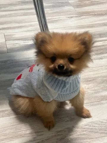 Щенок шпица - Собаки в Москва