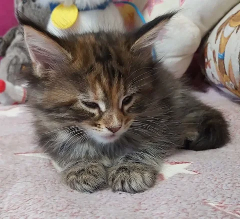 Отдаю котят 1,5 месяца - Животные в Москва