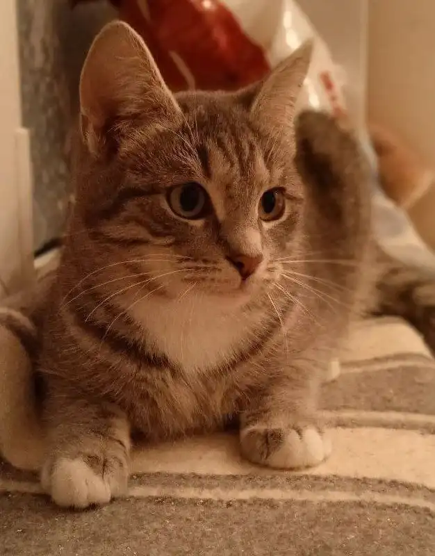 Котенок Вита 5 месяцев - Кошки (Животные) в Москва