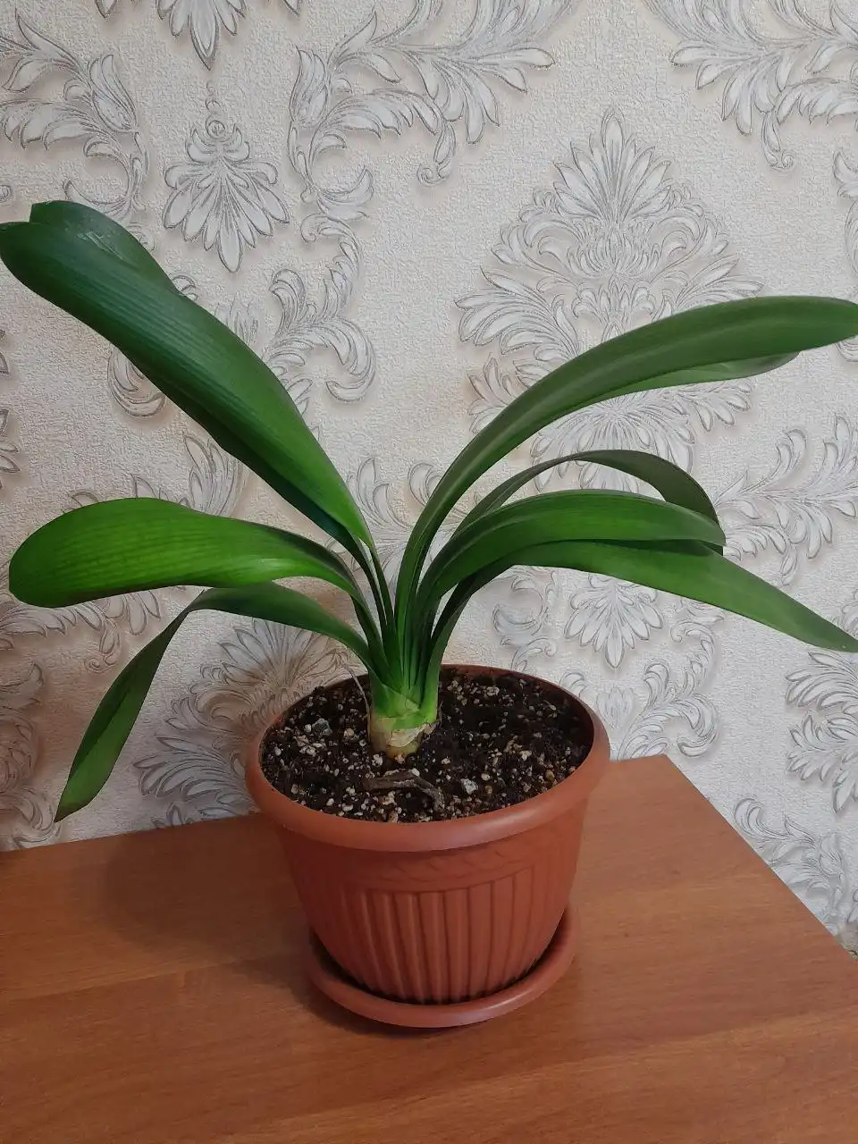 Кливия, самокат, термоспот в Подольске - Барахолка в Подольск