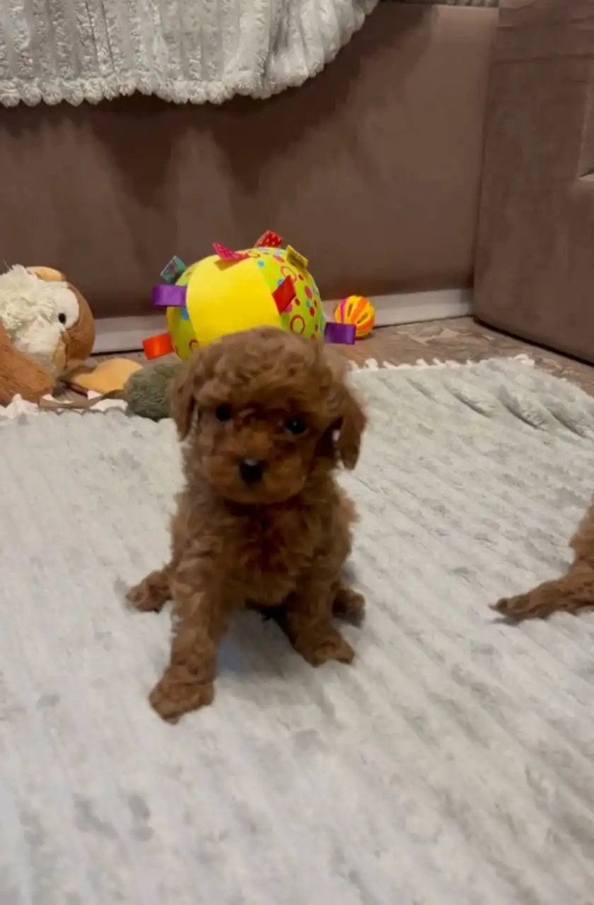 Щенки той пудель от родителей с документами - Собаки (Животные) в Москва