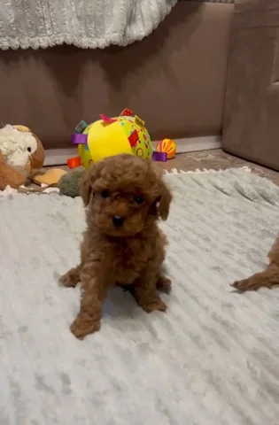 Щенки той пудель от родителей с документами - Собаки в Москва