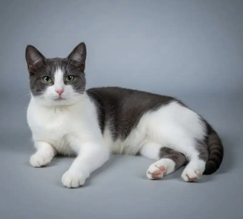 Ищет дом очаровательная кошечка в Химках - Кошки (Животные) в Химки