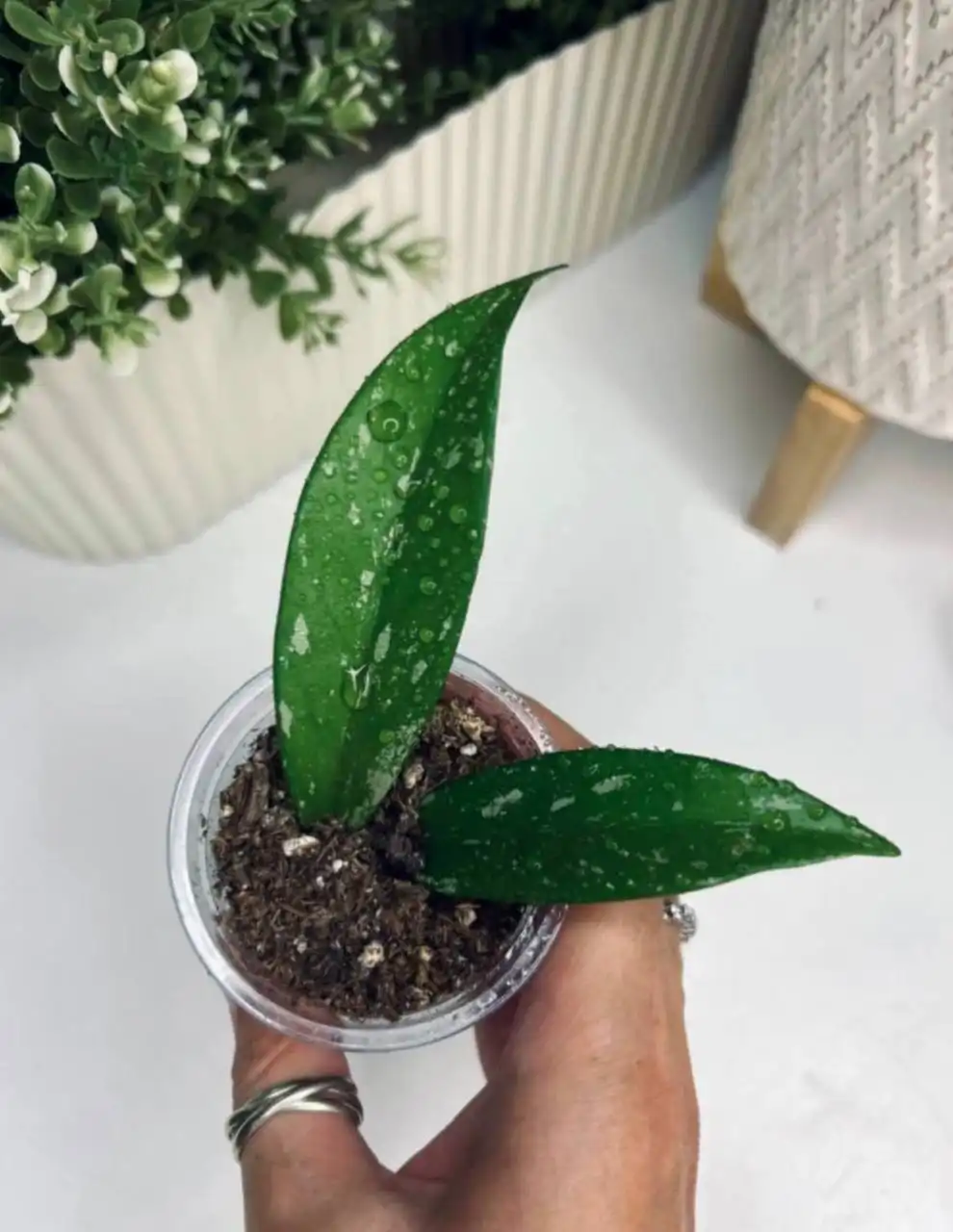 Хойя Pubicalyx Chimera - ампельное растение - Растения (Хобби и отдых) в Москва