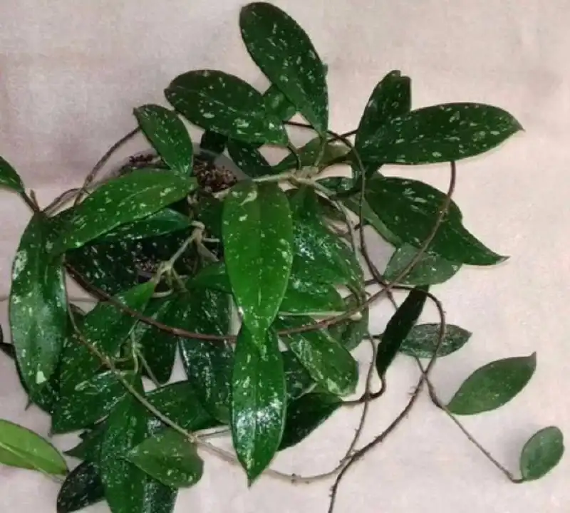 Хойя Pubicalyx Chimera - ампельное растение - Растения (Хобби и отдых) в Москва