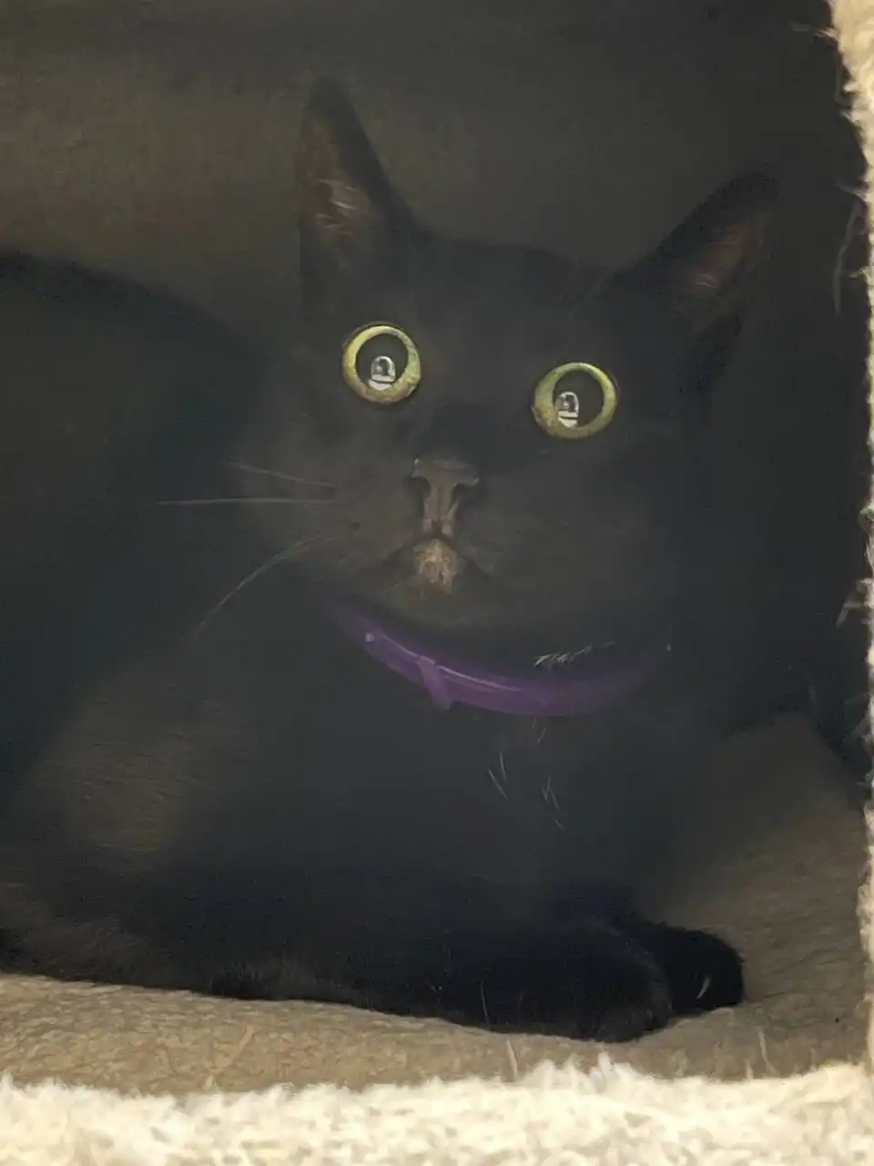 Ищет дом кошка Черничка в Москве - Кошки (Животные) в Москва