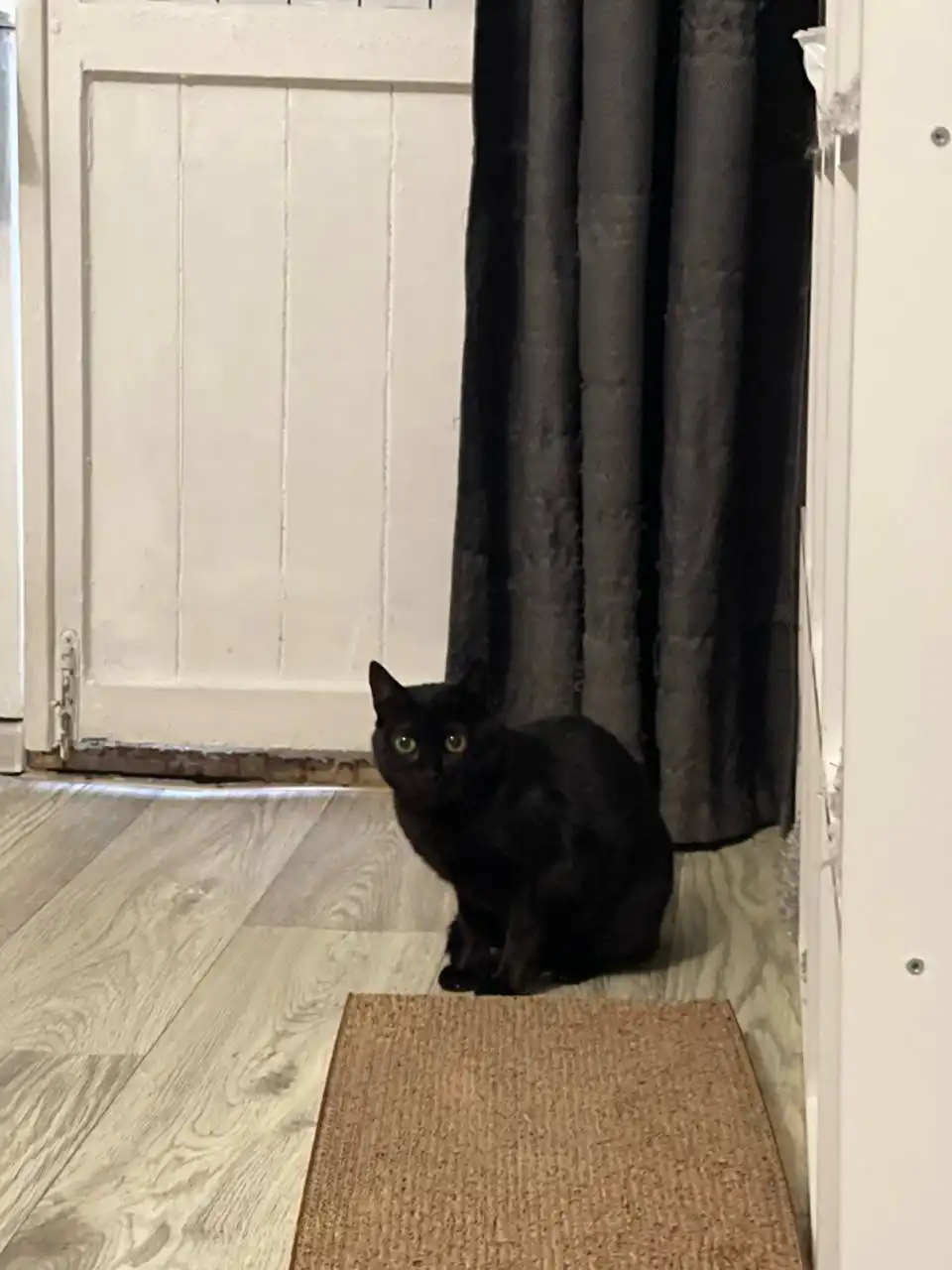 Ищет дом кошка Черничка в Москве - Кошки (Животные) в Москва