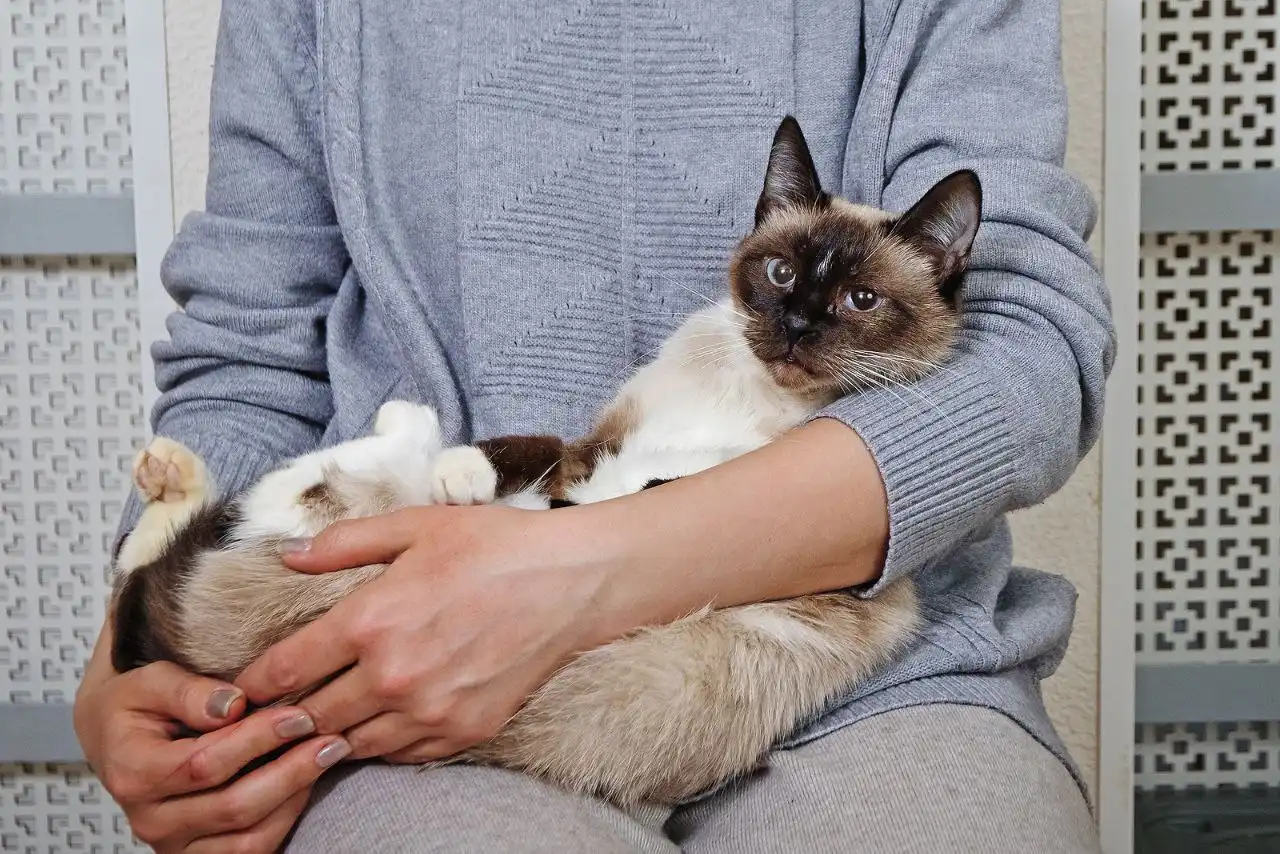 Пристройство кошки Таи - Кошки (Животные) в Москва