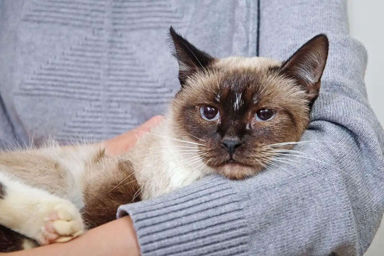 Пристройство кошки Таи - Кошки (Животные) в Москва