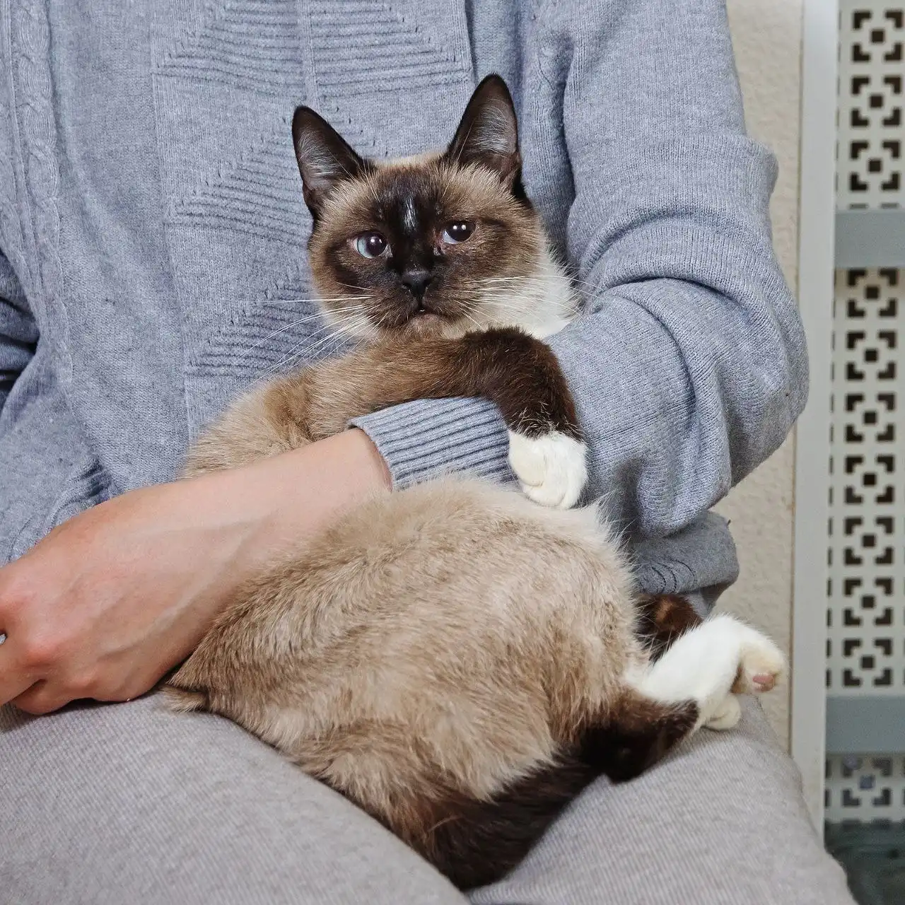 Пристройство кошки Таи - Кошки (Животные) в Москва