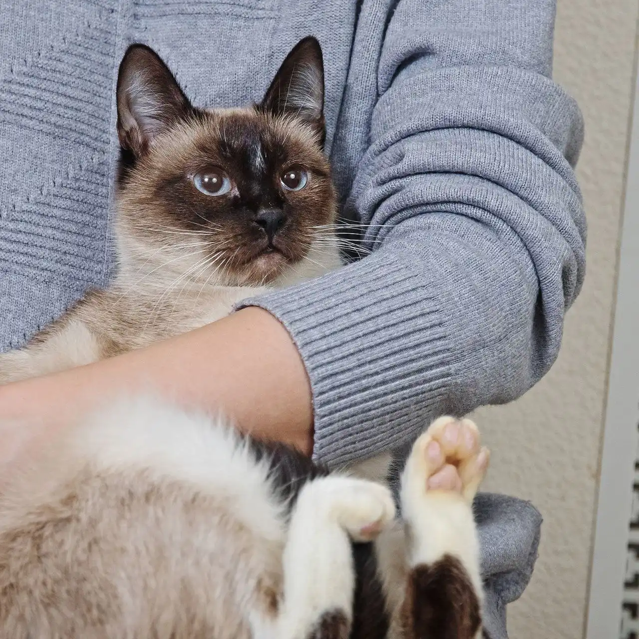 Пристройство кошки Таи - Кошки (Животные) в Москва