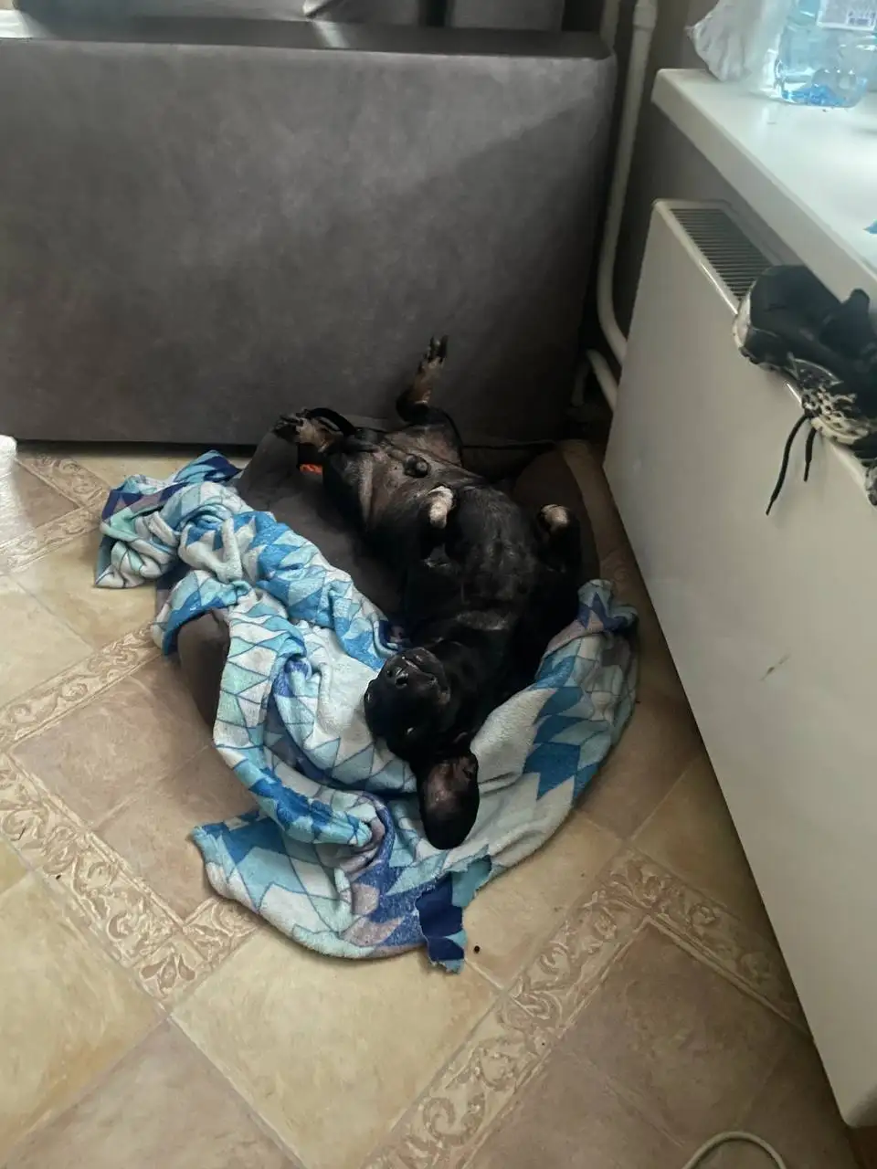 Собака такса ищет новый дом в Москве - Собаки (Животные) в Москва