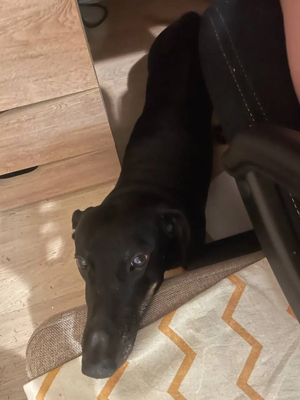 Собака такса ищет новый дом в Москве - Собаки (Животные) в Москва